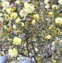 Acacia gunnii at Majura, ACT - 10 Jul 2021 03:23 PM