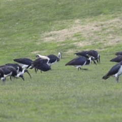 Threskiornis spinicollis (Straw-necked Ibis) at Hawker, ACT - 11 Jul 2021 by AlisonMilton