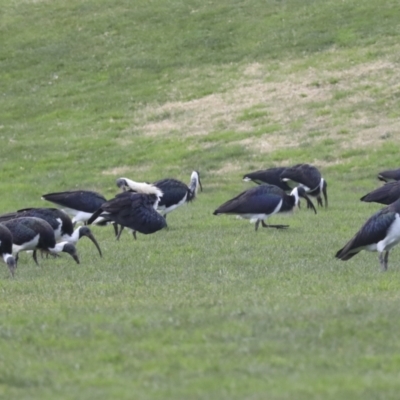 Threskiornis spinicollis (Straw-necked Ibis) at Hawker, ACT - 11 Jul 2021 by AlisonMilton