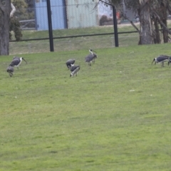 Threskiornis spinicollis at Hawker, ACT - 11 Jul 2021 02:05 PM