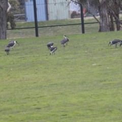 Threskiornis spinicollis at Hawker, ACT - 11 Jul 2021