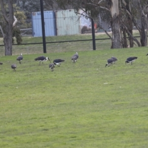 Threskiornis spinicollis at Hawker, ACT - 11 Jul 2021