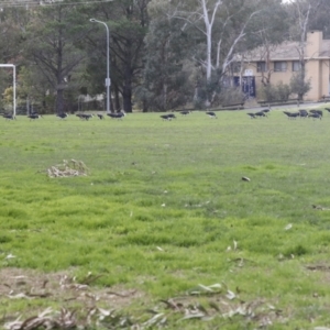 Threskiornis spinicollis at Hawker, ACT - 11 Jul 2021