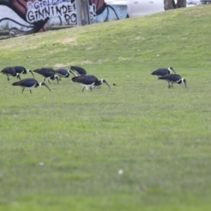 Threskiornis spinicollis at Hawker, ACT - 11 Jul 2021