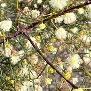 Acacia genistifolia at Kowen, ACT - 11 Jul 2021