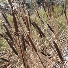 Typha orientalis (Broad-leaved Cumbumgi) at Kowen, ACT - 11 Jul 2021 by JaneR