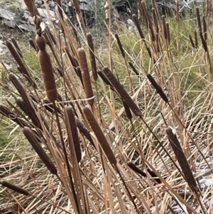 Typha latifolia at Kowen, ACT - 11 Jul 2021 03:11 PM