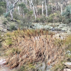 Typha latifolia at Kowen, ACT - 11 Jul 2021 03:11 PM