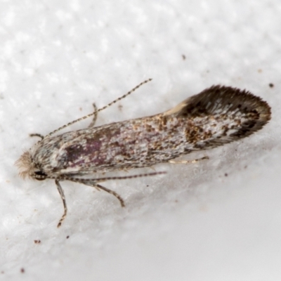 Perthida sp. (genus) (A Leaf Miner) at Melba, ACT - 7 Nov 2018 by Bron