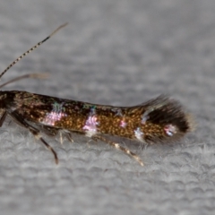 Stagmatophora argyrostrepta (A cosmet moth) at Melba, ACT - 7 Nov 2018 by Bron