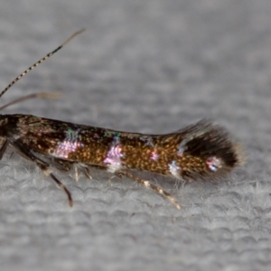 Stagmatophora argyrostrepta at Melba, ACT - 7 Nov 2018