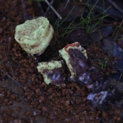 Unverified Fungus at Holt, ACT - 3 Jul 2021 by AlisonMilton