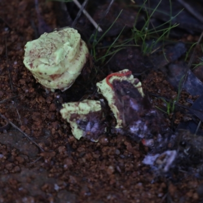 Unverified Fungus at Holt, ACT - 3 Jul 2021 by AlisonMilton