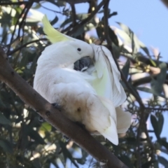 Cacatua galerita (Sulphur-crested Cockatoo) at Whitlam, ACT - 3 Jul 2021 by AlisonMilton