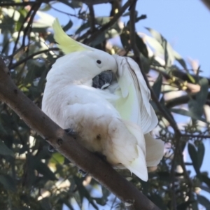 Cacatua galerita at Whitlam, ACT - 3 Jul 2021 10:55 AM