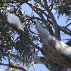 Cacatua galerita at Whitlam, ACT - 3 Jul 2021 10:55 AM