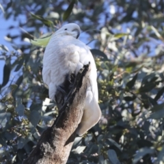 Cacatua galerita at Whitlam, ACT - 3 Jul 2021 10:55 AM