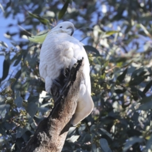 Cacatua galerita at Whitlam, ACT - 3 Jul 2021 10:55 AM