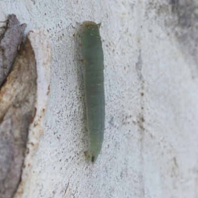 Fisera (genus) (Unidentified Fisera moths) at The Pinnacle - 3 Jul 2021 by AlisonMilton