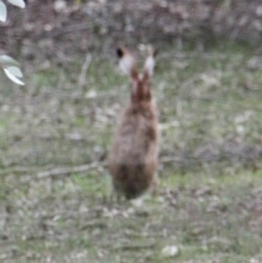 Lepus capensis (Brown Hare) at Albury - 9 Jul 2021 by PaulF