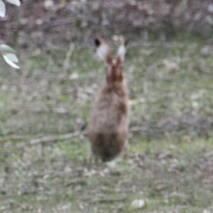 Lepus capensis at Thurgoona, NSW - 9 Jul 2021 02:35 PM