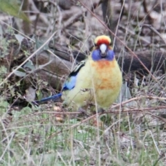 Platycercus elegans flaveolus (Yellow Rosella) at Thurgoona, NSW - 9 Jul 2021 by PaulF