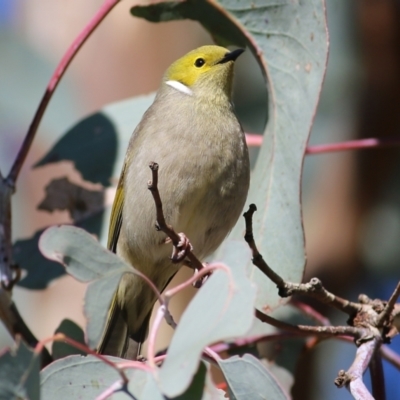 Ptilotula penicillata (White-plumed Honeyeater) at West Wodonga, VIC - 11 Jul 2021 by KylieWaldon