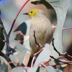 Ptilotula penicillata at West Wodonga, VIC - 11 Jul 2021