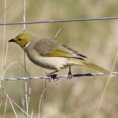 Ptilotula penicillata at West Wodonga, VIC - 11 Jul 2021