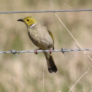 Ptilotula penicillata at West Wodonga, VIC - 11 Jul 2021