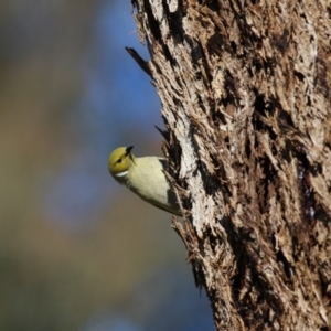 Ptilotula penicillata at West Wodonga, VIC - 11 Jul 2021