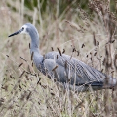 Egretta novaehollandiae (White-faced Heron) at Albury - 9 Jul 2021 by PaulF