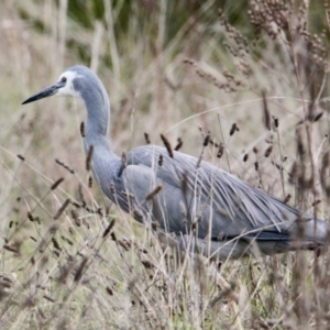 Egretta novaehollandiae at Thurgoona, NSW - 9 Jul 2021 02:42 PM