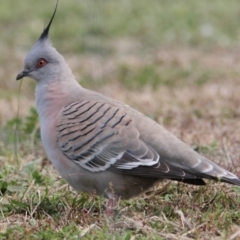 Ocyphaps lophotes (Crested Pigeon) at Albury - 9 Jul 2021 by PaulF