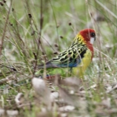 Platycercus eximius (Eastern Rosella) at Thurgoona, NSW - 9 Jul 2021 by PaulF