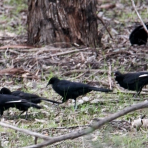 Corcorax melanorhamphos at Thurgoona, NSW - 9 Jul 2021