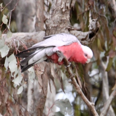 Eolophus roseicapilla (Galah) at Thurgoona, NSW - 9 Jul 2021 by PaulF