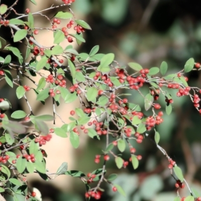 Cotoneaster pannosus (Cotoneaster) at Wodonga - 11 Jul 2021 by Kyliegw