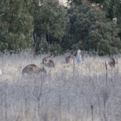 Macropus giganteus (Eastern Grey Kangaroo) at Pine Island to Point Hut - 11 Jul 2021 by RodDeb