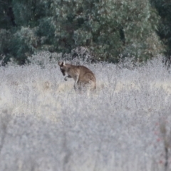 Macropus giganteus at Bonython, ACT - 11 Jul 2021