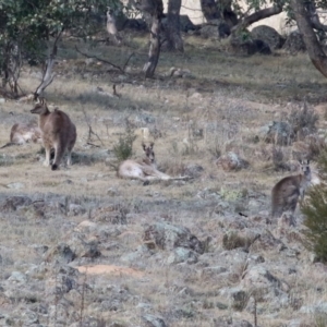 Macropus giganteus at Bonython, ACT - 11 Jul 2021