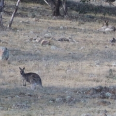 Macropus giganteus at Bonython, ACT - 11 Jul 2021