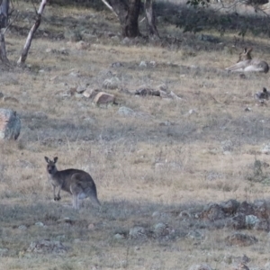 Macropus giganteus at Bonython, ACT - 11 Jul 2021