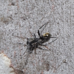 Myrmarachne luctuosa (Polyrachis Ant Mimic Spider) at ANBG - 18 Apr 2021 by TimL