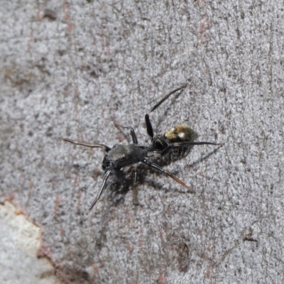 Myrmarachne luctuosa (Polyrachis Ant Mimic Spider) at Acton, ACT - 18 Apr 2021 by TimL