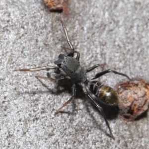 Myrmarachne luctuosa at Acton, ACT - 18 Apr 2021