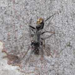 Myrmarachne luctuosa at Acton, ACT - 18 Apr 2021