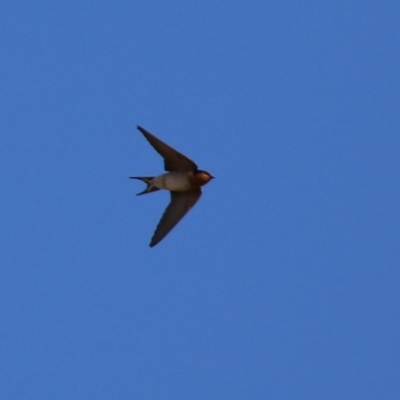 Hirundo neoxena (Welcome Swallow) at Pine Island to Point Hut - 11 Jul 2021 by RodDeb