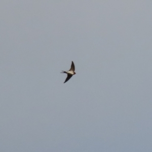 Hirundo neoxena at Bonython, ACT - 11 Jul 2021