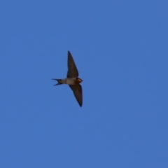 Hirundo neoxena at Bonython, ACT - 11 Jul 2021